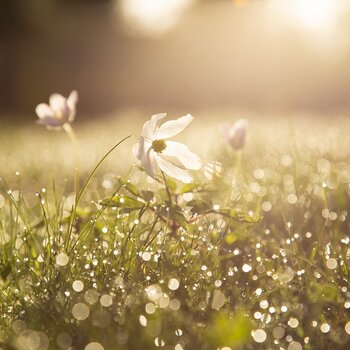 Weiße Blüten auf einer Wiese mit Tautropfen im goldenen Morgenlicht