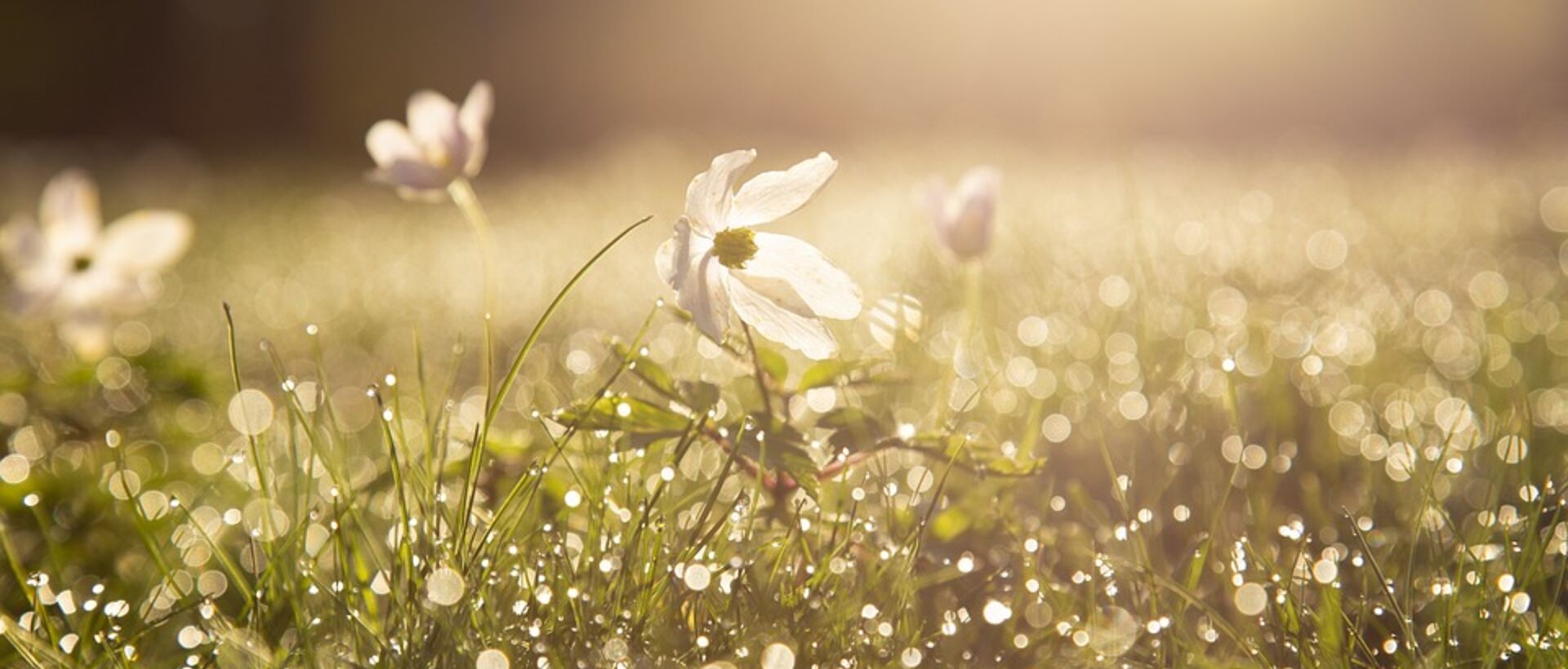 Flower meadow with dew drops in the morning light