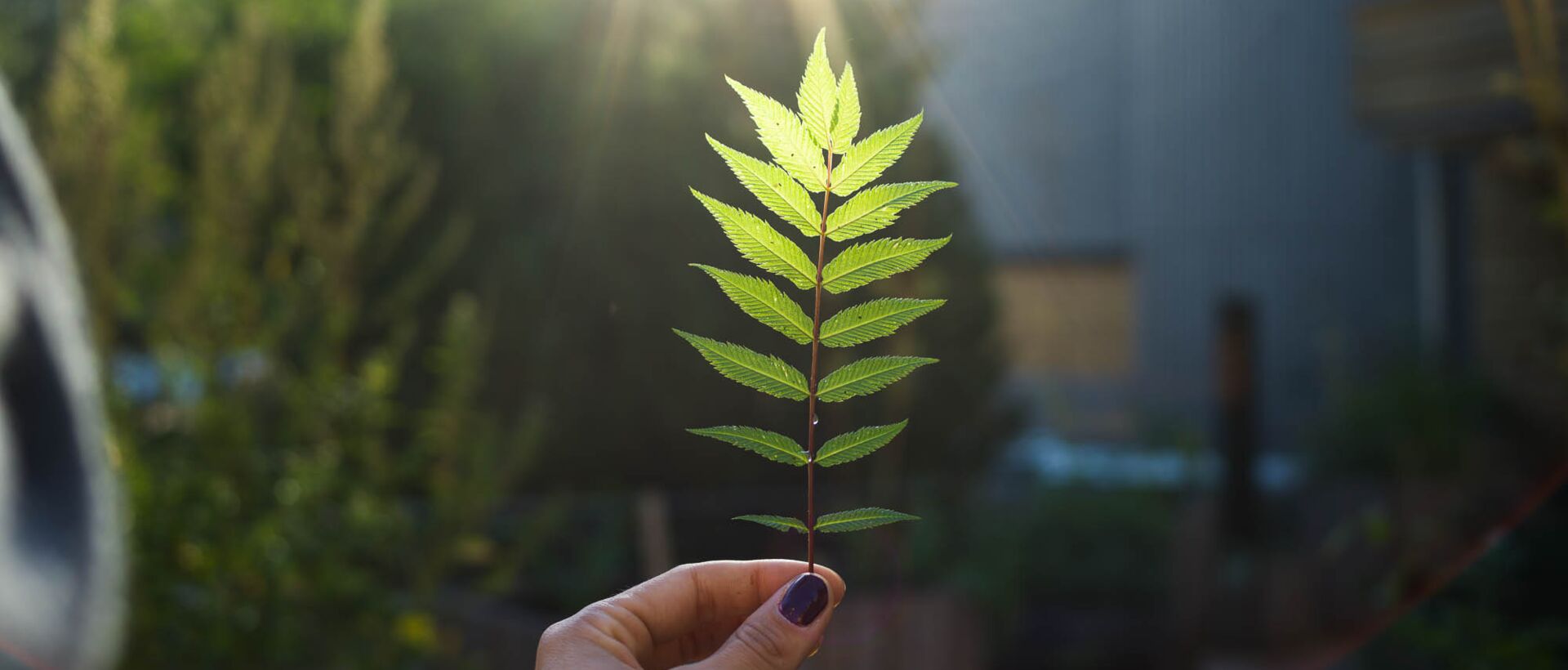 Hand hält grünes Blatt gegen die Sonne