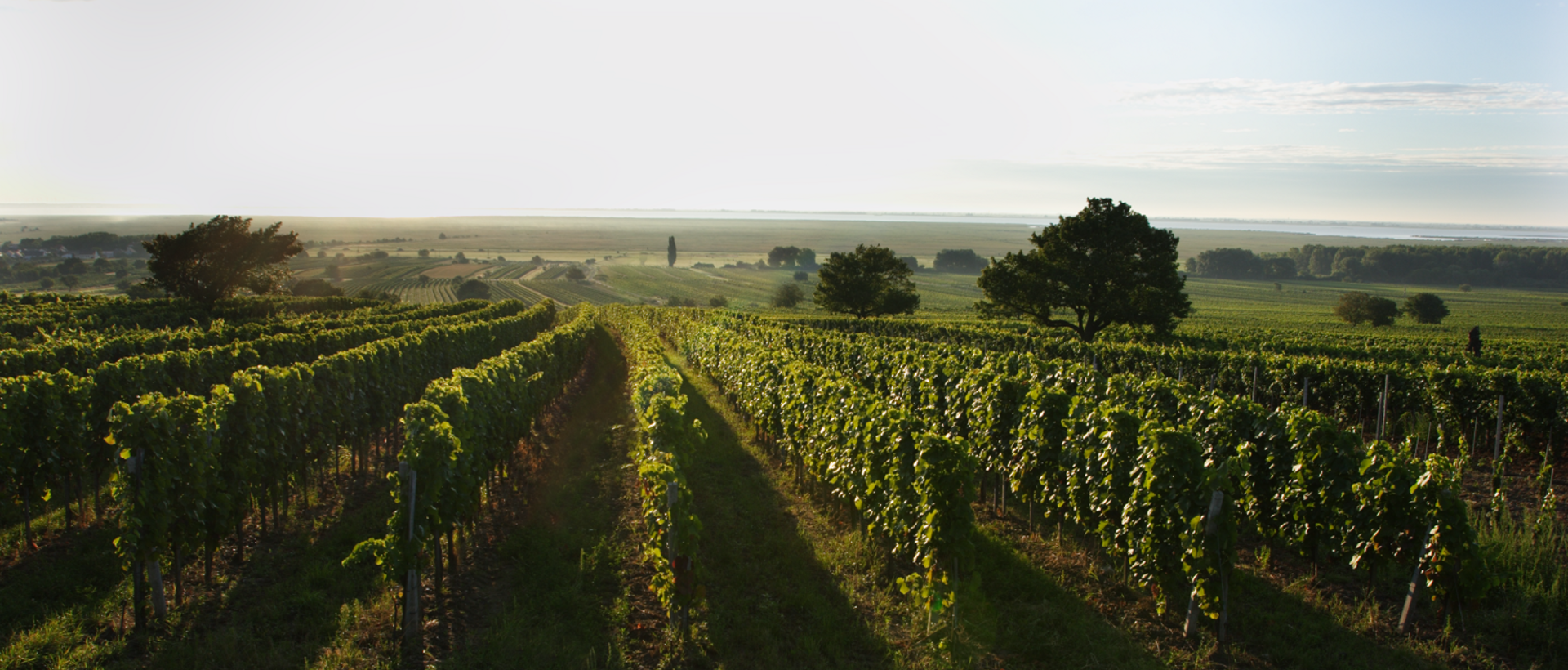 Weinreben in einem Weinberg mit Bäumen und Feldern im Hintergrund
