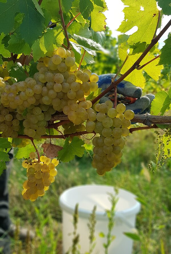 Weinlese: Trauben hängen am Rebstock, eine Hand mit Handschuh greift danach