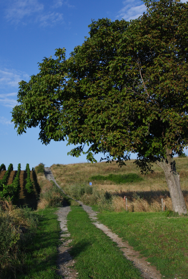 Feldweg führt zu Hügel mit Baum, links Weinreben unter blauem Himmel