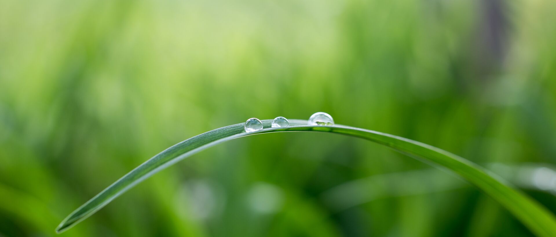 Grashalm mit drei Wassertropfen vor grünem Hintergrund