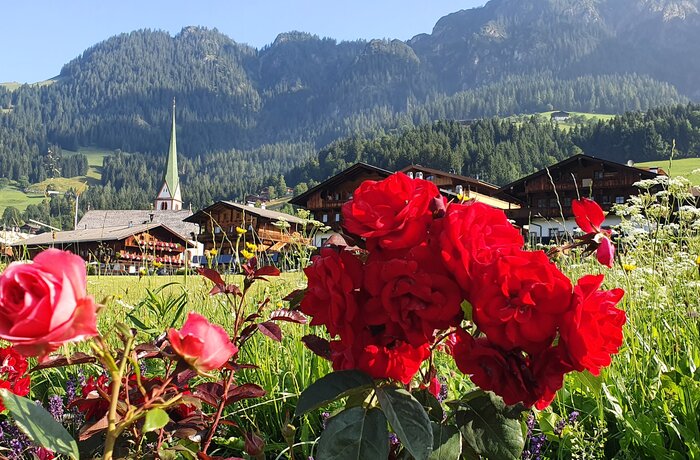 Rote Rosen im Vordergrund, dahinter Dorf mit Kirche und bewaldete Berge