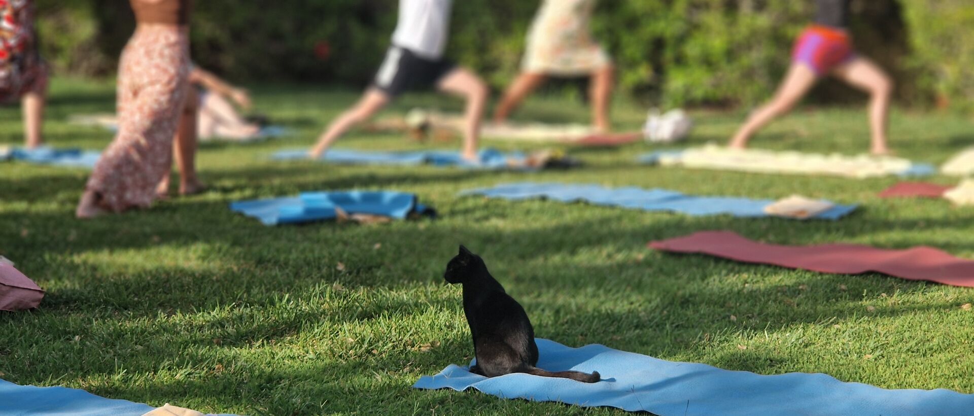 Eine Gruppe macht Yoga im Freien auf einer Wiese, während eine Katze entspannt auf einer Yogamatte sitzt.
