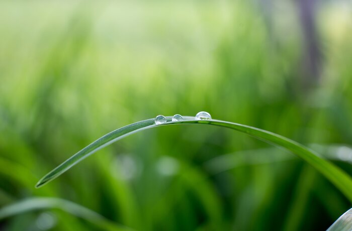 Plant with Rain Drops | Best Alpine Wellness Hotels 