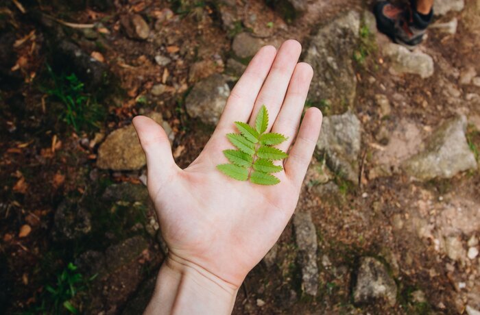 Grünes Blatt auf der Hand | Best Alpine Wellness Hotels 