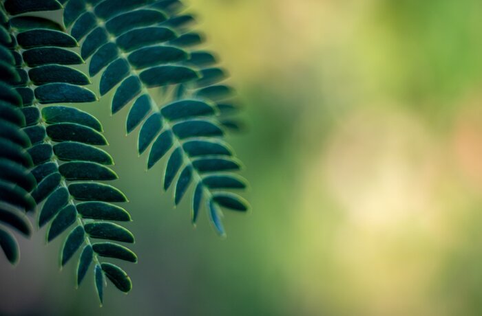 Green Plant Green Plant | Best Alpine Wellness Hotels