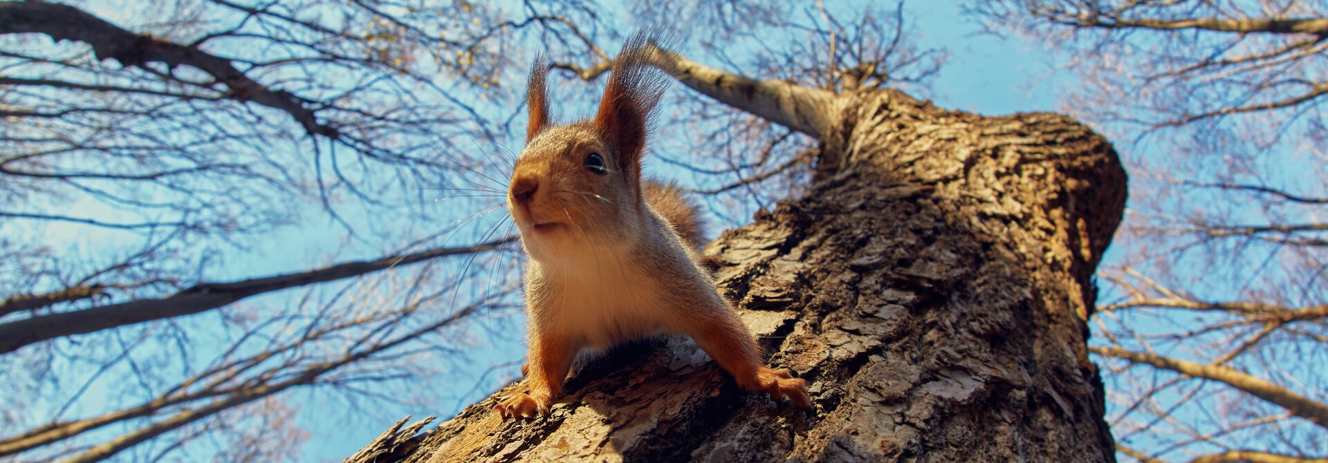 Eichhörnchen in den Bergen | Best Alpine Wellness Hotels