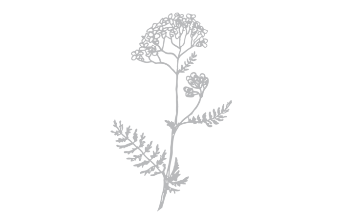 Mountain herb yarrow | Balance Alpine products