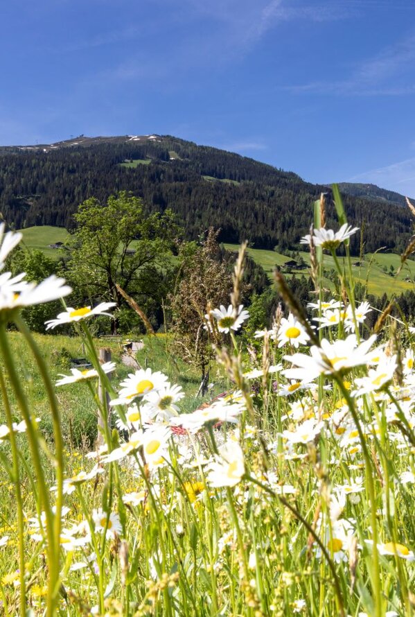 Margeritenfeld im Gras vor bewaldetem Berg unter blauem Himmel