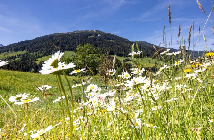 Margeritenfeld im Gras vor bewaldetem Berg unter blauem Himmel