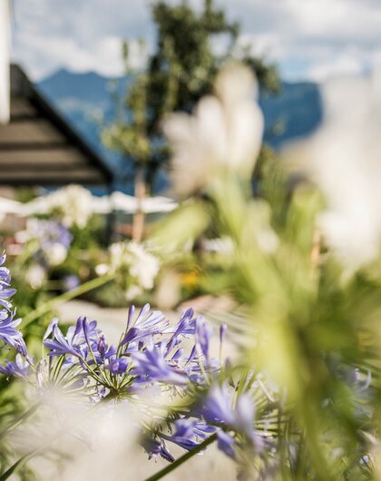 Nahaufnahme von lila und weißen Blumen vor unscharfem Hintergrund mit Bergen und Gebäuden