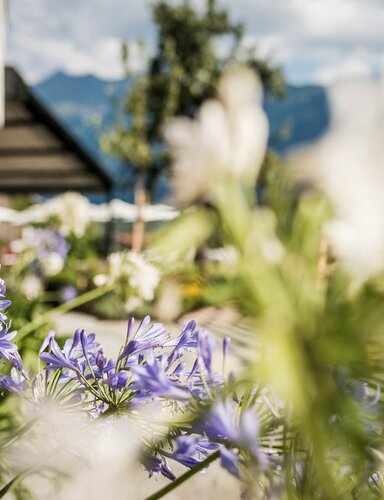 Nahaufnahme von lila und weißen Blumen vor unscharfem Hintergrund mit Bergen und Gebäuden