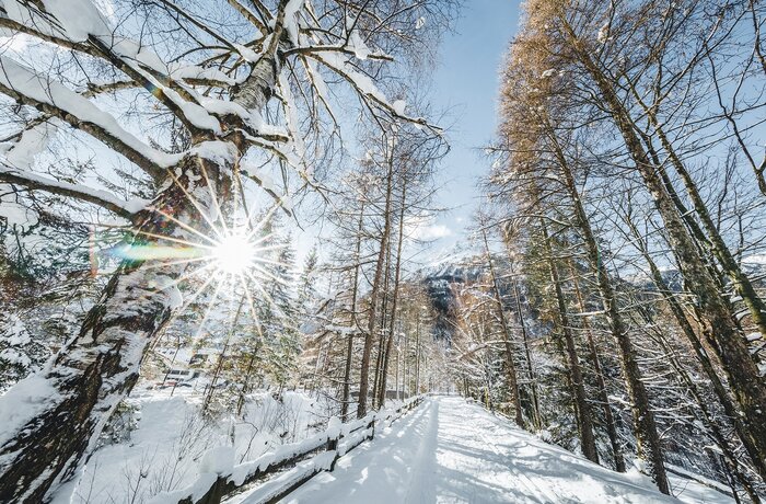 Verschneiter Waldweg mit Bäumen und Sonnenschein