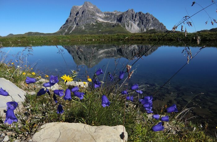Körbersee with reflection of the mountain in the water, flowers in the foreground