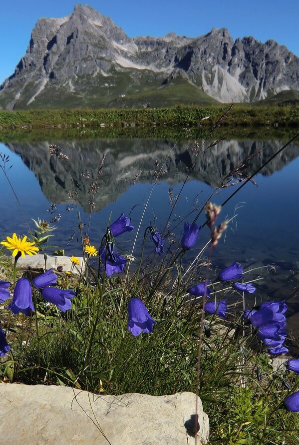 Körbersee mit Spiegelung des Berges im Wasser, Blumen im Vordergrund