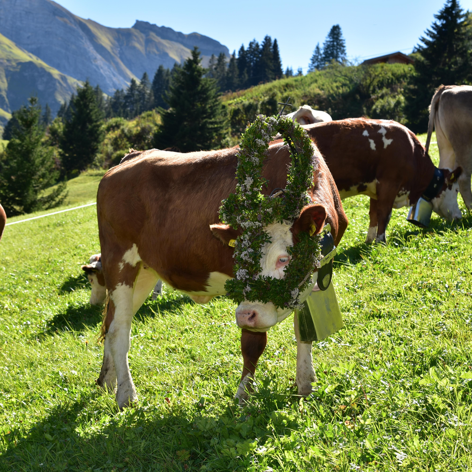 Almabtrieb – Wellnesshotel Warther Hof